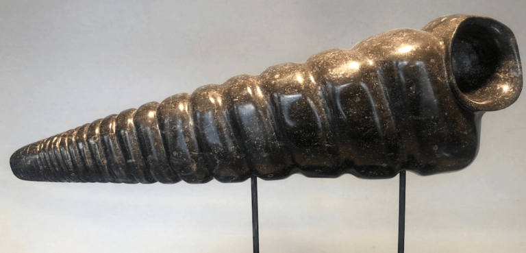 Turritella