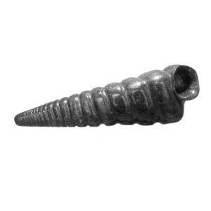 Turritella